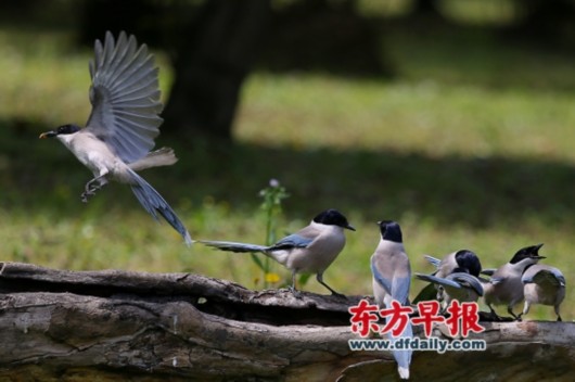  喜鹊军团展翅高飞纽卡完胜伯恩利